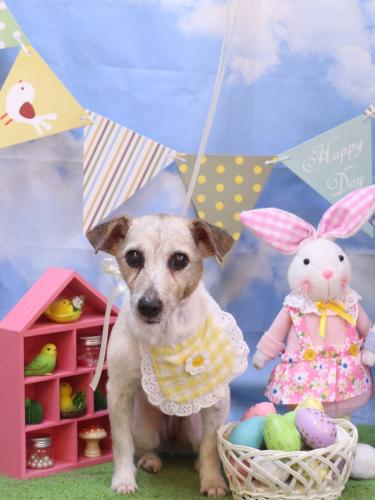 20240315りんちゃん